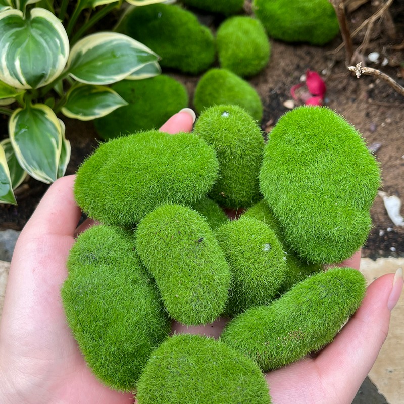 50/5 個人工フォームモスロックフェイクグリーンモスストー - Terrarium Moss Art のレビューと価格