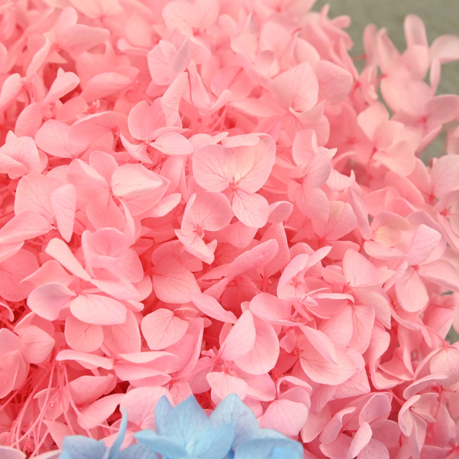 20 グラム天然アジサイの花びらドライフラワー手作り材料シー - Dried Flower Bulk のレビューと価格
